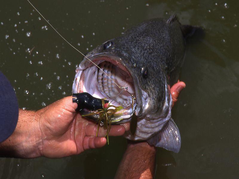 Senator Ron Boswell Pic: Jim Harnwell